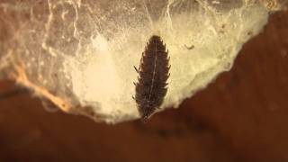 Firefly Larva Lampyridae Pyractomena Pupating on Moth Cocoon [upl. by Urial]