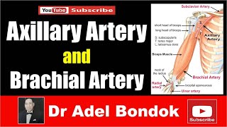 Axillary Artery and Brachial Artery Dr Adel Bondok [upl. by Abdul]