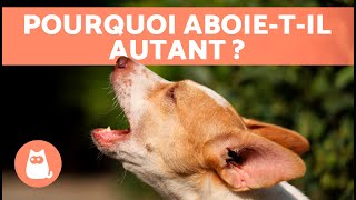 Pourquoi mon CHIEN ABOIE TOUT LE TEMPS  🐶🔊 6 Causes [upl. by Haeli890]