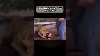 Provocó a un león y casi no lo cuenta 🦁😱 [upl. by Ssew491]