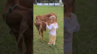 Cute Baby cow meri dost babycowdostshortsbabyaanya2202 [upl. by Yvette236]