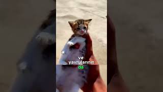 Hasta Kedi ve Yavrularını Kurtaran Harika Adam [upl. by Opportina]