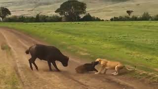 most amazing animals Amazon Hindi dubbed trending viral videos [upl. by Ula549]