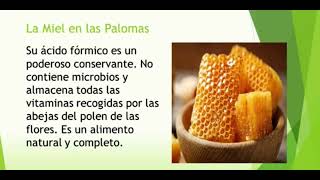 Beneficios de la miel en las palomas [upl. by Chimene959]