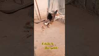 6 Chicken new update viral short  Aseel chicks  ଆମ ଘରକୁ ଆସିଲେ ନୁଆଁ ଅତିଥି [upl. by Else]