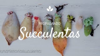 Como Propagar Suculentas por hoja paso a paso  How to propagate succulents step by step CC English [upl. by Cordie579]