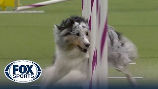 Bee the Shetland Sheepdog wins the 16quot class at WKC Masters Agility  Westminster Kennel Club [upl. by Tonneson]