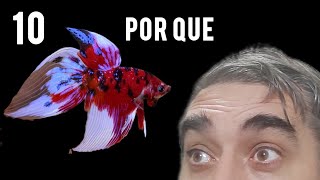 Porque el betta debe estar en un acuario BETTACLUBARGENTINA [upl. by Tica]