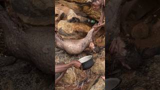 Hadzabe successfully Hunt Porcupine and Cooking in the Forest tradition bushcraft [upl. by Clementine]