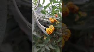 Matico  Buddleja globosa flowers naturelovers nature permaculture [upl. by Hsihsa108]