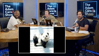 RFK Jr Deposition Says Worm Ate Part of His Brain  Chinese Zoo Passes off Dogs as Pandas [upl. by Llet745]