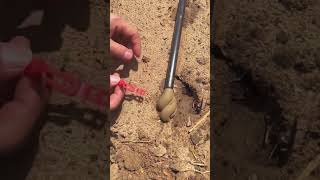 The process of emptying the sediment in the drip irrigation pipe [upl. by Deckert]