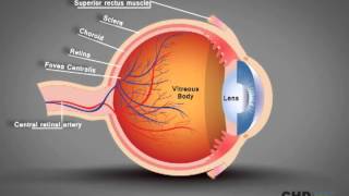 Human Eye Structure Eye Anatomy Explained [upl. by Truelove]