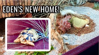 Setting Up NEW Egyptian Tortoise Habitat Testudo Kleinmanni [upl. by Brigette]