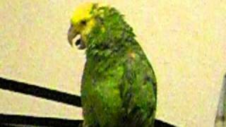 Parrot crying like a baby [upl. by Trub]