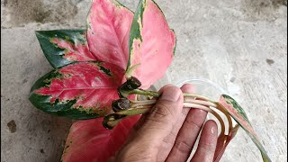 I Tried to Propagate Aglaonema Red Kochin in Water [upl. by Cleland209]