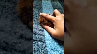 ASMR  Fast and Aggressive RUG Scratching and Brushing sounds⚡🔥 No Talking shorts [upl. by Lesna]