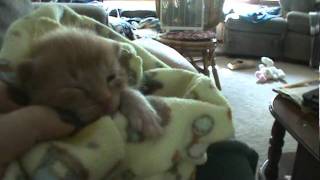 hissing baby kittyMPG [upl. by Yared]