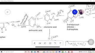 shikimic acid pathway [upl. by Rasec]