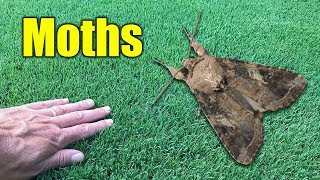 Moths in Lawn [upl. by Enerual]