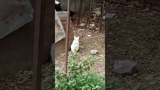 hahaha animals funnyvideo [upl. by Sordnaxela]