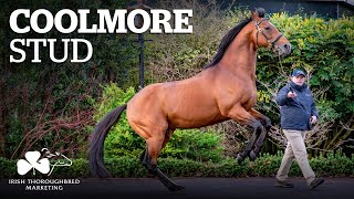 ITM Irish Stallion Showcase 2021  Coolmore Stud [upl. by Boff62]