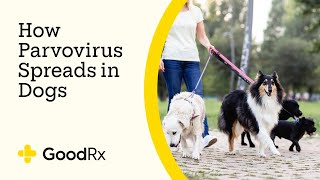 How Parvo Spreads in Dogs — and How to Prevent the Infection  GoodRx [upl. by Mirth]