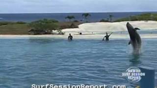 Jumping Dolphins in Super Slow Motion [upl. by Karl]