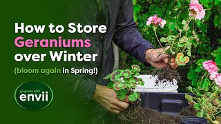 Complete Guide to Overwintering Geraniums [upl. by Nylra]