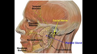 Parotidectomy in 6 Steps HeadNeck Surgery Yale Method [upl. by Eliathas]