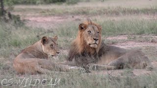 Vuyela Brothers Continue to hold the Pride lands With the young River pride Lioness  Ep152 [upl. by Carnes549]