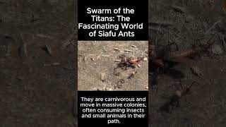 Swarm of the Titans The Fascinating World of Siafu Ants [upl. by Ehcsrop151]