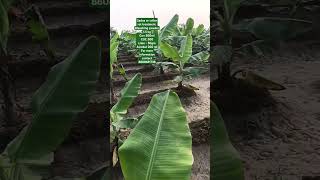 Coller rotsadua rog in banana subscribe bananafarmer viralshort  healthy plant kela ka paudha [upl. by Mellicent703]