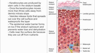 Keratinocytes [upl. by Viddah]