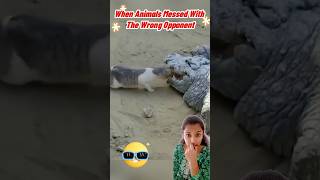 When Animals Messed With The Wrong Opponent fshorts funny comedy viral funnyvideo trending [upl. by Chambers]