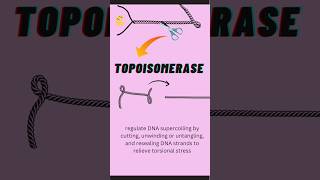 topoisomerase vs helicase enzyme dna dnareplication biology [upl. by Sutsuj]