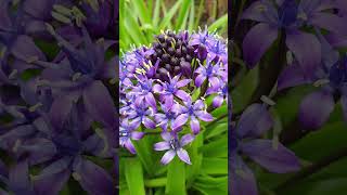 Scilla peruviana  Portuguese squill shorts [upl. by Ymrots]