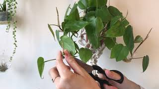 How to propagate philodendrons [upl. by Narcis]