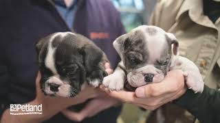 Petland Racine Kennel Tour 178 [upl. by Achilles557]