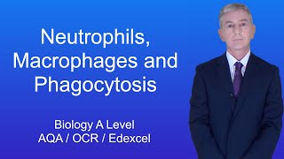 A Level Biology Revision quotNeutrophils Macrophages and Phagocytosisquot [upl. by Enitsahc586]