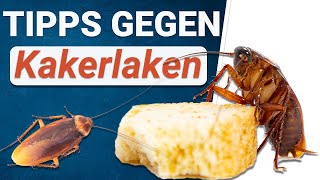 Kakerlaken Befall 🆘 So wirst du Küchenschaben los [upl. by Klotz]