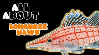 All About The Long Nose Hawkfish [upl. by Immanuel]