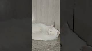 Always sleepy music remix song spotify cover cat catbag musicgenre kitten musicstyle [upl. by Altis752]