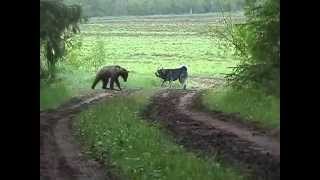 Jämthunden quotNoligårns Bärch Mosesquot Skäller ståndskall på Björn BearHound barks at bear [upl. by Aliber]