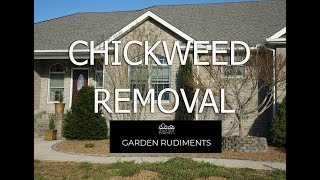 Chickweed Removal [upl. by Aihseit]