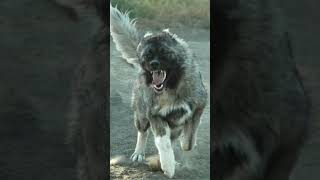 Caucasian Shepherd astonishingfacts facts astoundingdiscoveries [upl. by Esirehc]