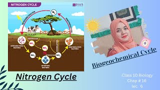 Nitrogen Cycle [upl. by Aissak]