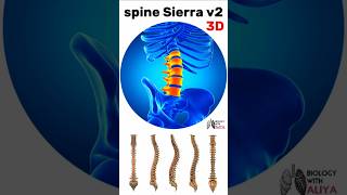 spine sierra v2  medical animation 3d short  BiologywithAliya [upl. by Irpak]