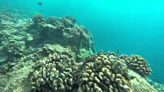 Snorkeling Kikaua point beach Big Island Hawaii [upl. by Elttil421]