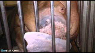 Animal Abuse at Marineland in Niagara Falls Ontario [upl. by Elnora]